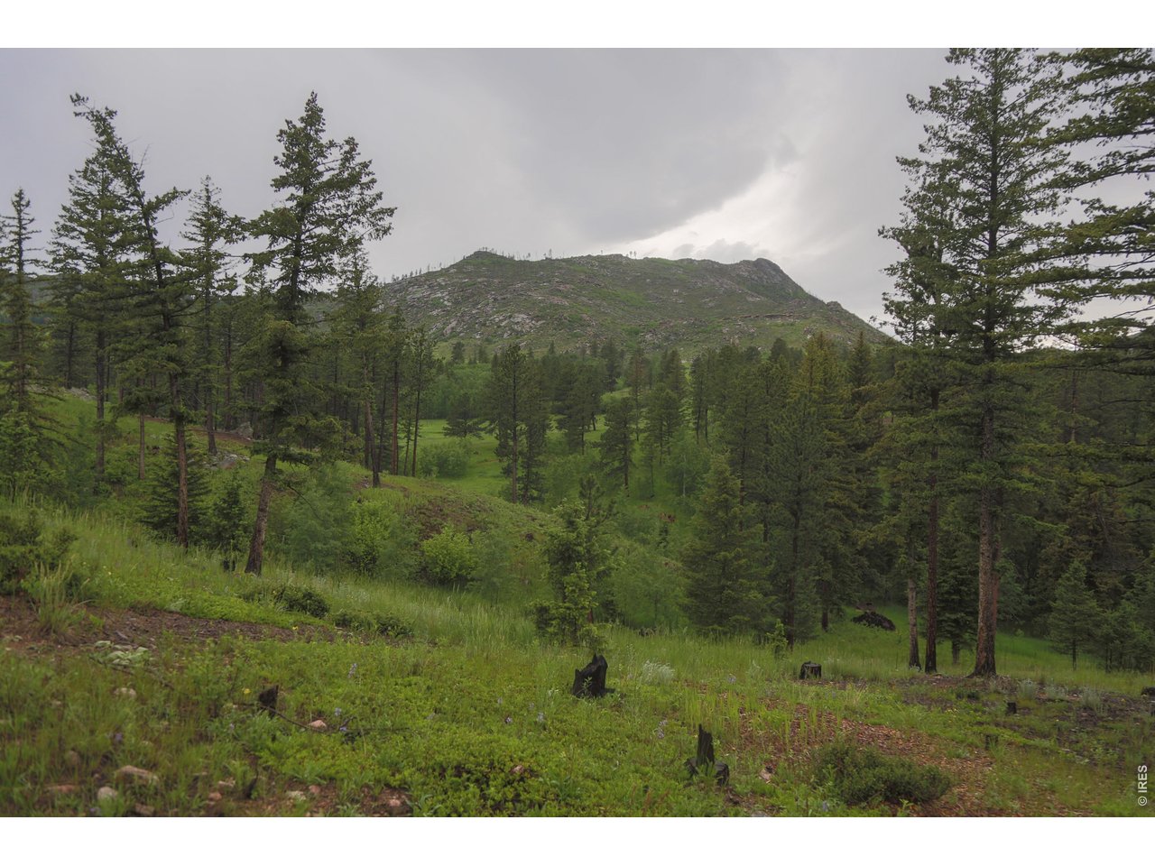14884 Rist Canyon Road Bellvue, CO 80512 - Photo 33 of 50 a view of a big yard