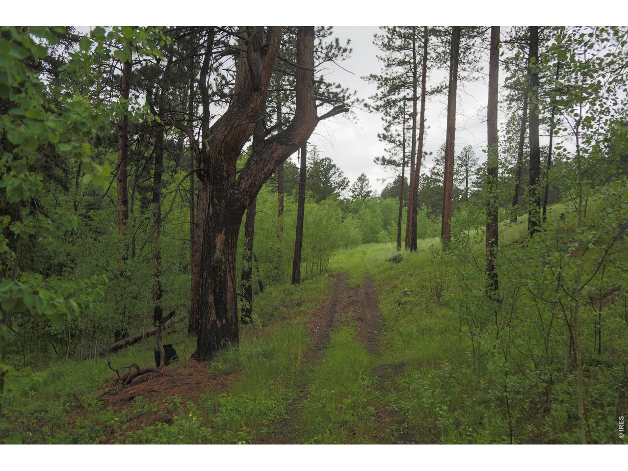 14884 Rist Canyon Road Bellvue, CO 80512 - Photo 36 of 50 a view of a lush green forest