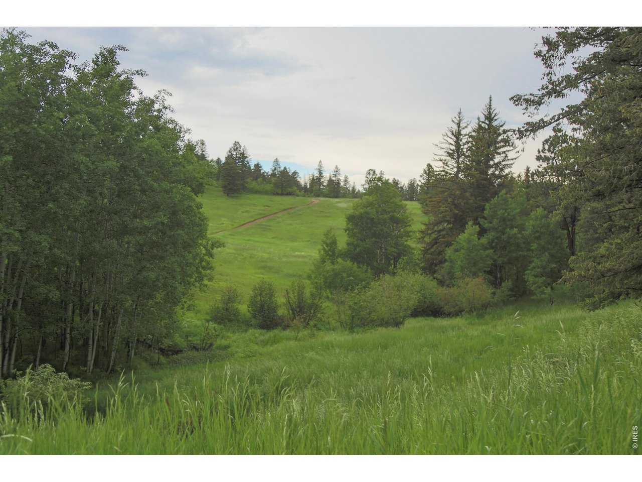14884 Rist Canyon Road Bellvue, CO 80512 - Photo 37 of 50 a view of a lush green space with sea
