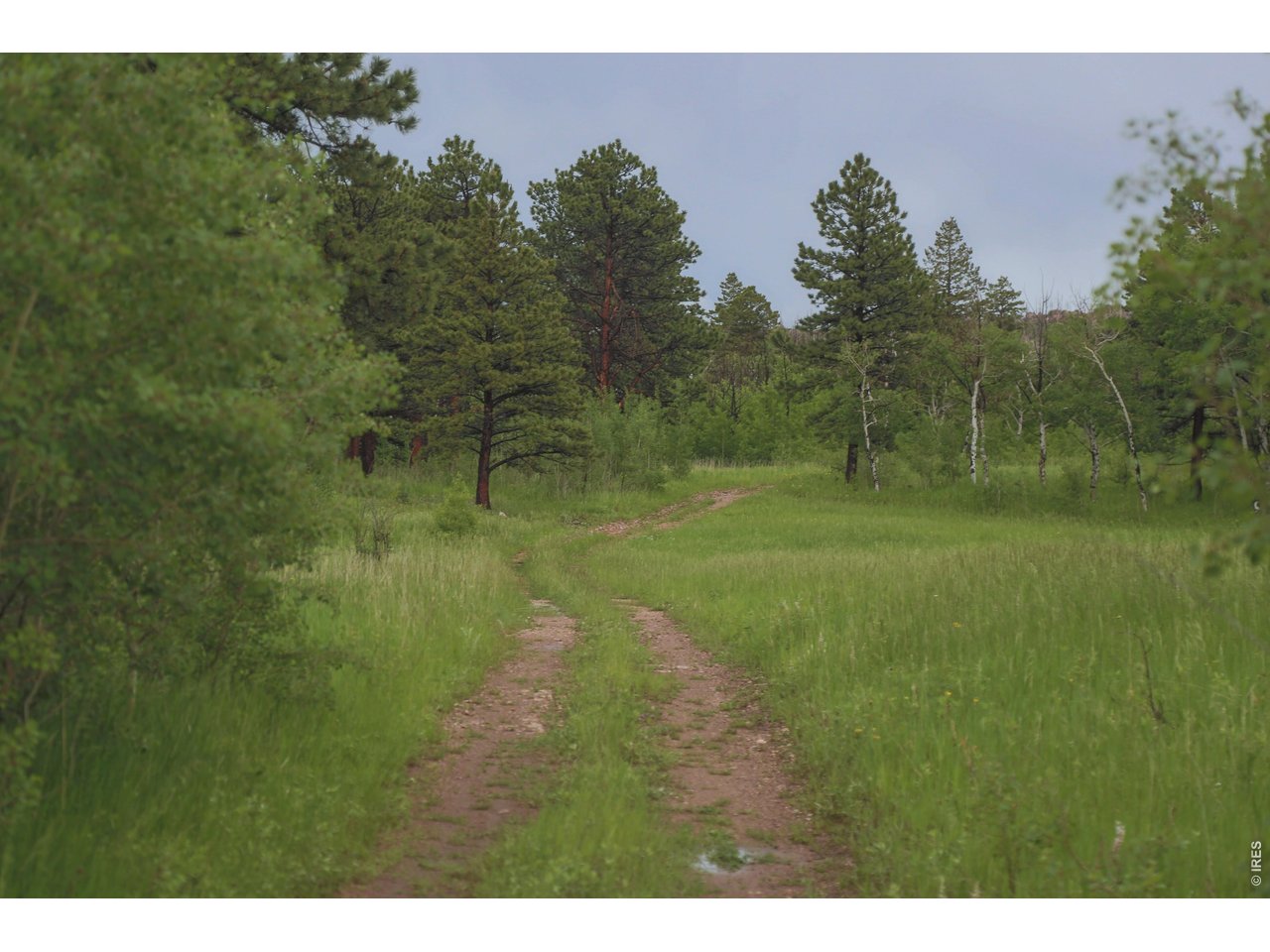 14884 Rist Canyon Road Bellvue, CO 80512 - Photo 39 of 50 a big yard with lots of green space