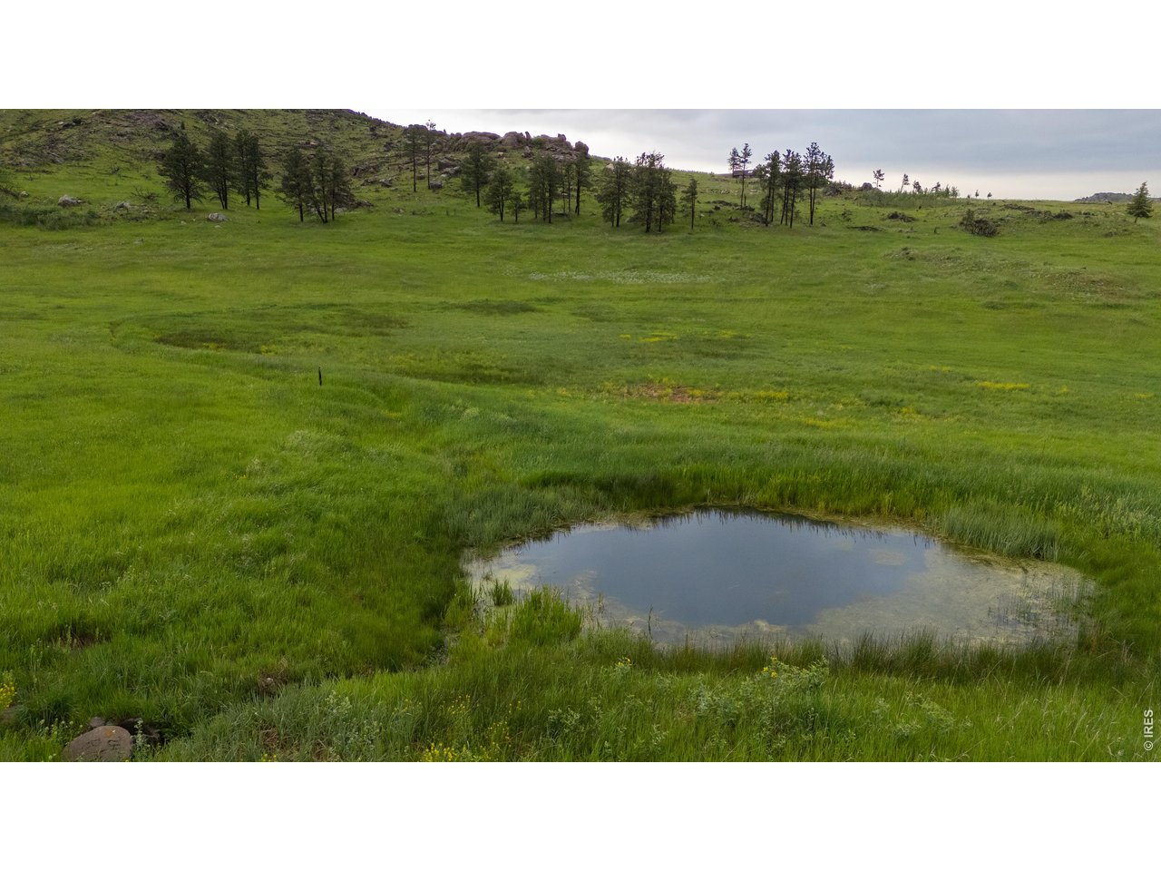 14884 Rist Canyon Road Bellvue, CO 80512 - Photo 40 of 50 a open area with grassy field and trees in the background