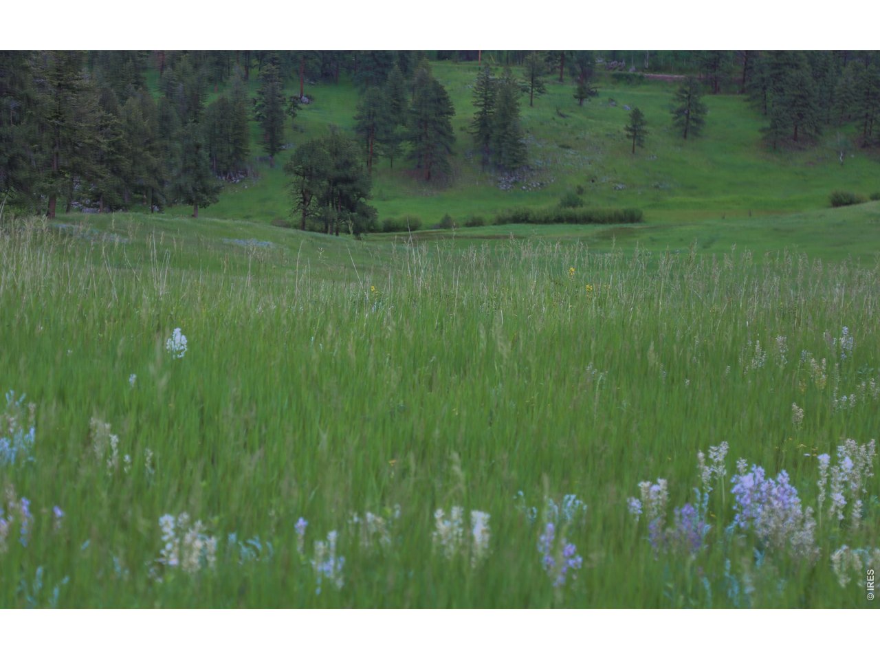 14884 Rist Canyon Road Bellvue, CO 80512 - Photo 41 of 50 a view of a lush green forest with trees in a background
