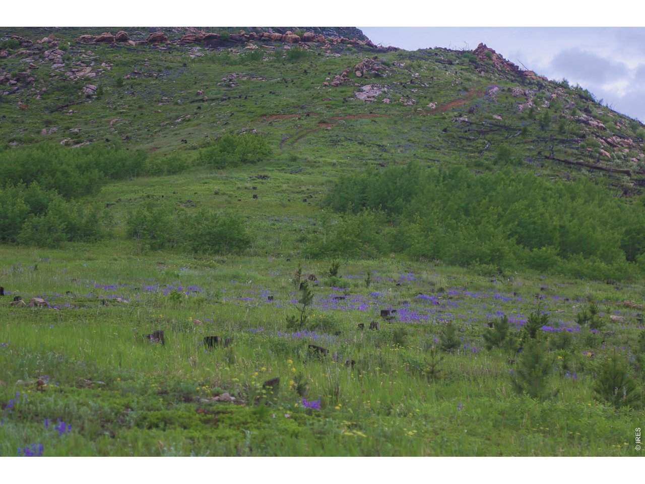 14884 Rist Canyon Road Bellvue, CO 80512 - Photo 46 of 50 a view of a lush green hillside and covered with tall trees