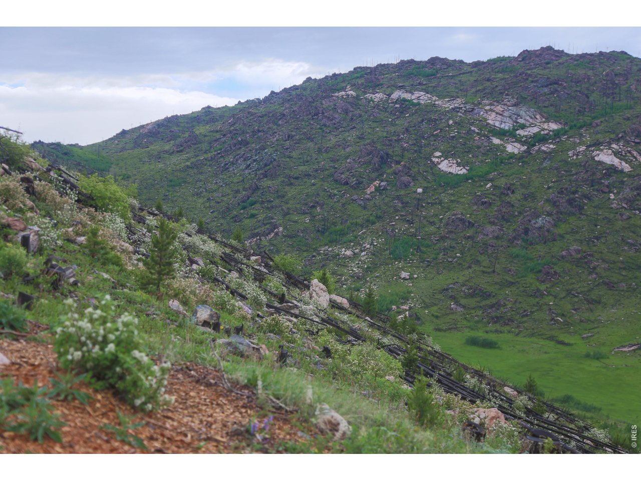 14884 Rist Canyon Road Bellvue, CO 80512 - Photo 47 of 50 a view of a lush green hillside and a mountain
