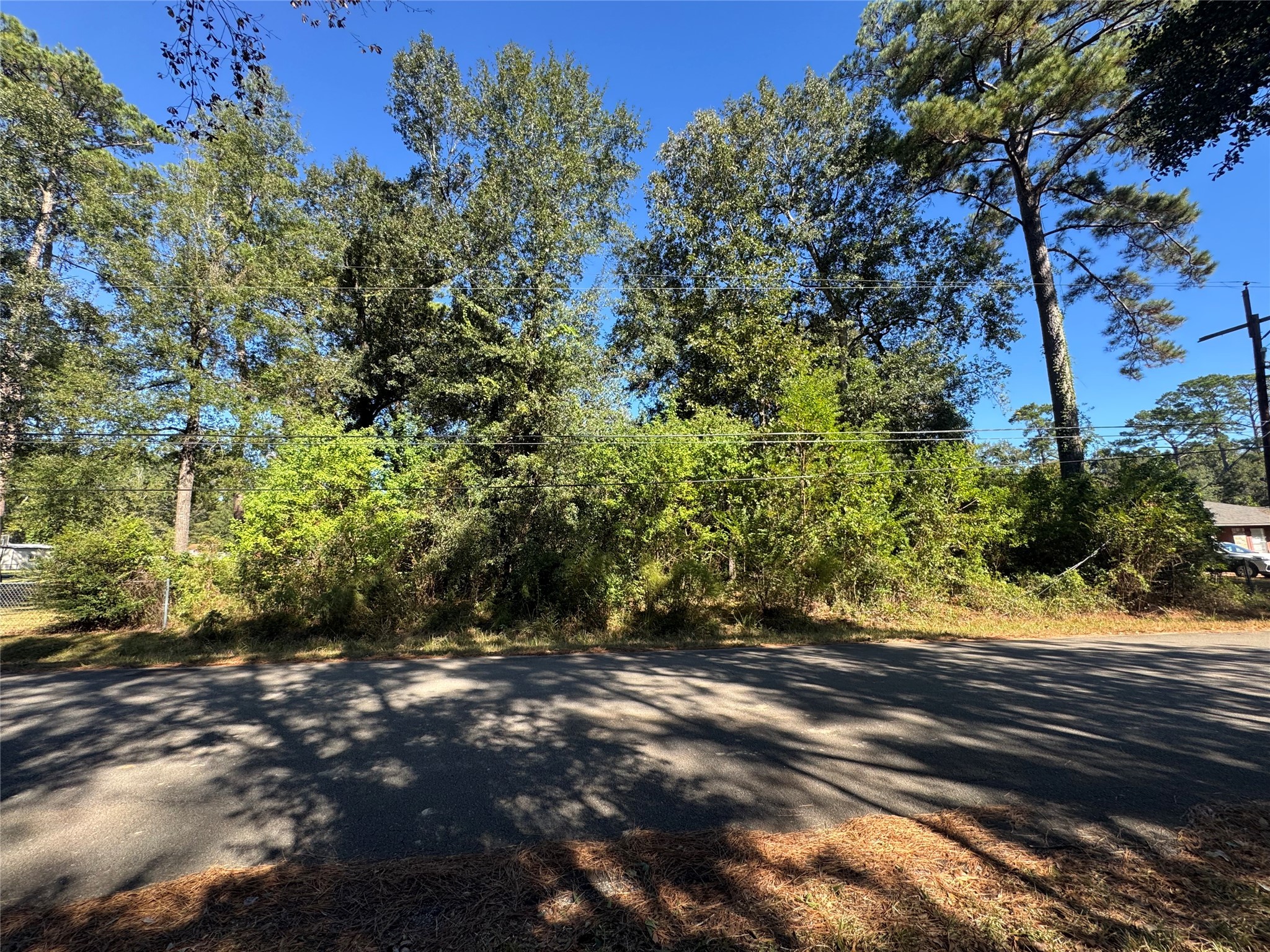 a view of a yard with plants and trees