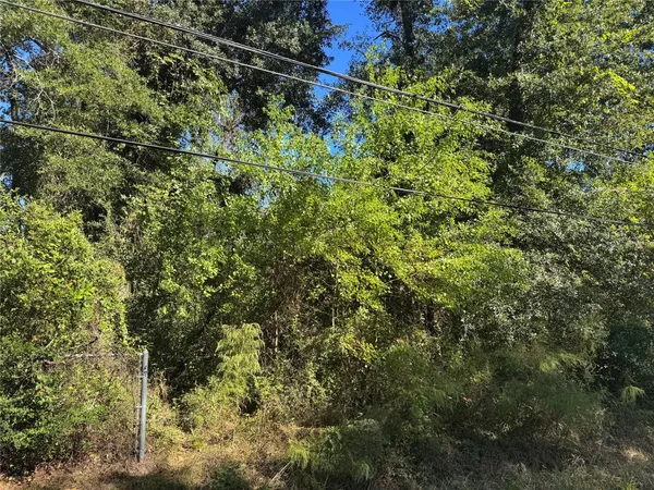 a view of a lush green forest