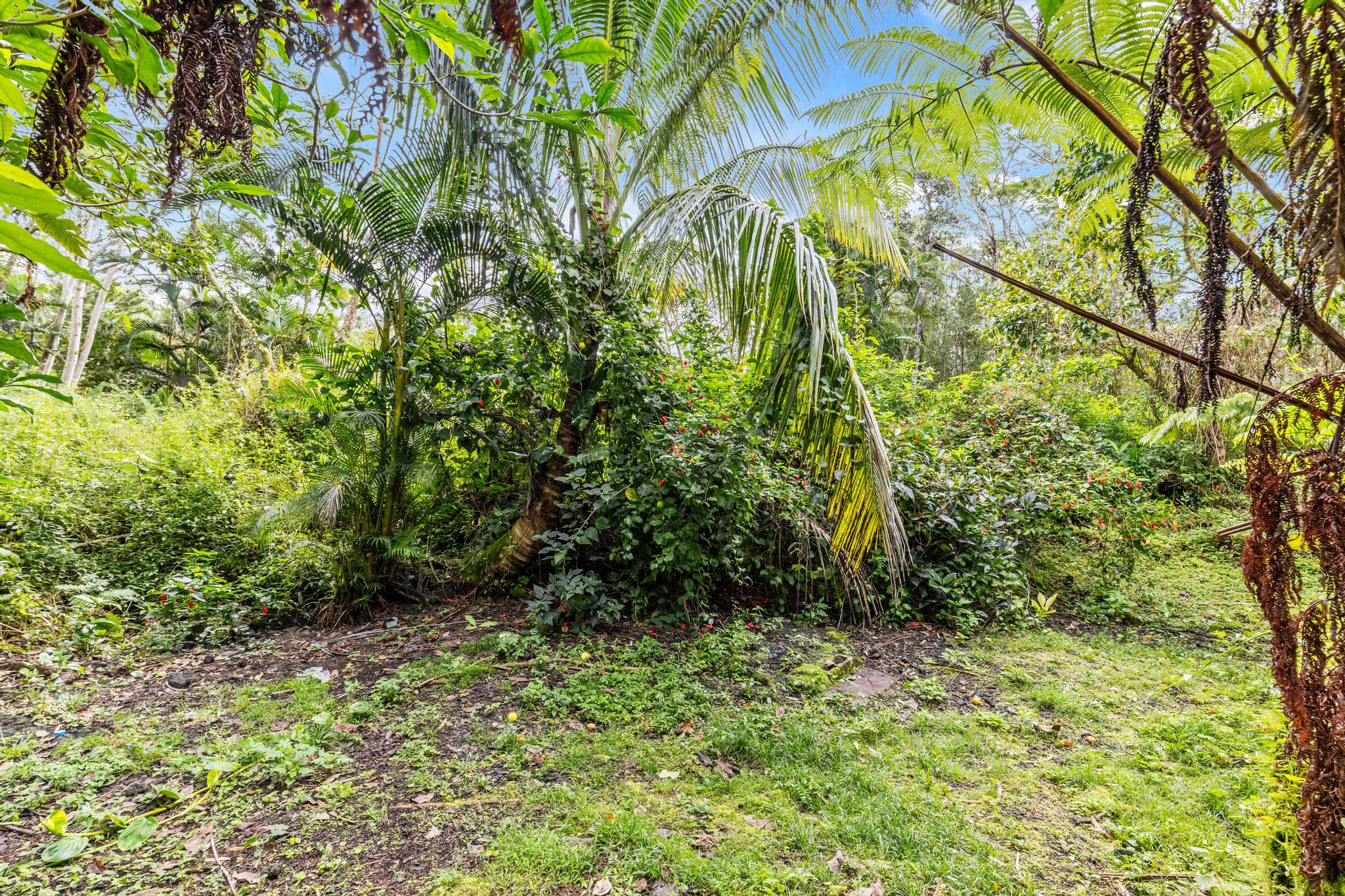 14-823 Seaview Road Pahoa, HI 96778 - Photo 22 of 23 a view of a garden