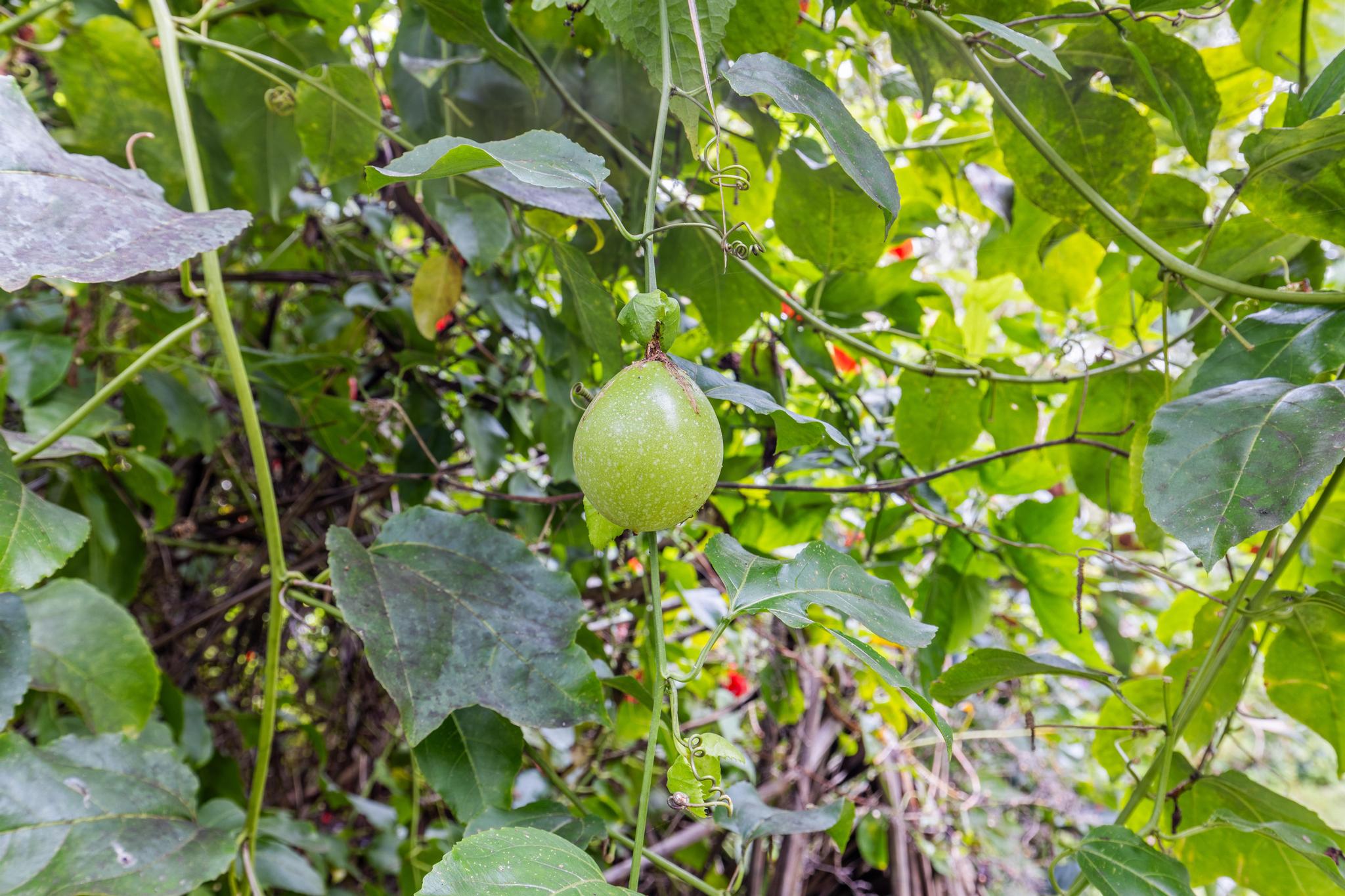 14-823 Seaview Road Pahoa, HI 96778 - Photo 23 of 23 a backyard of a house with lots of green space