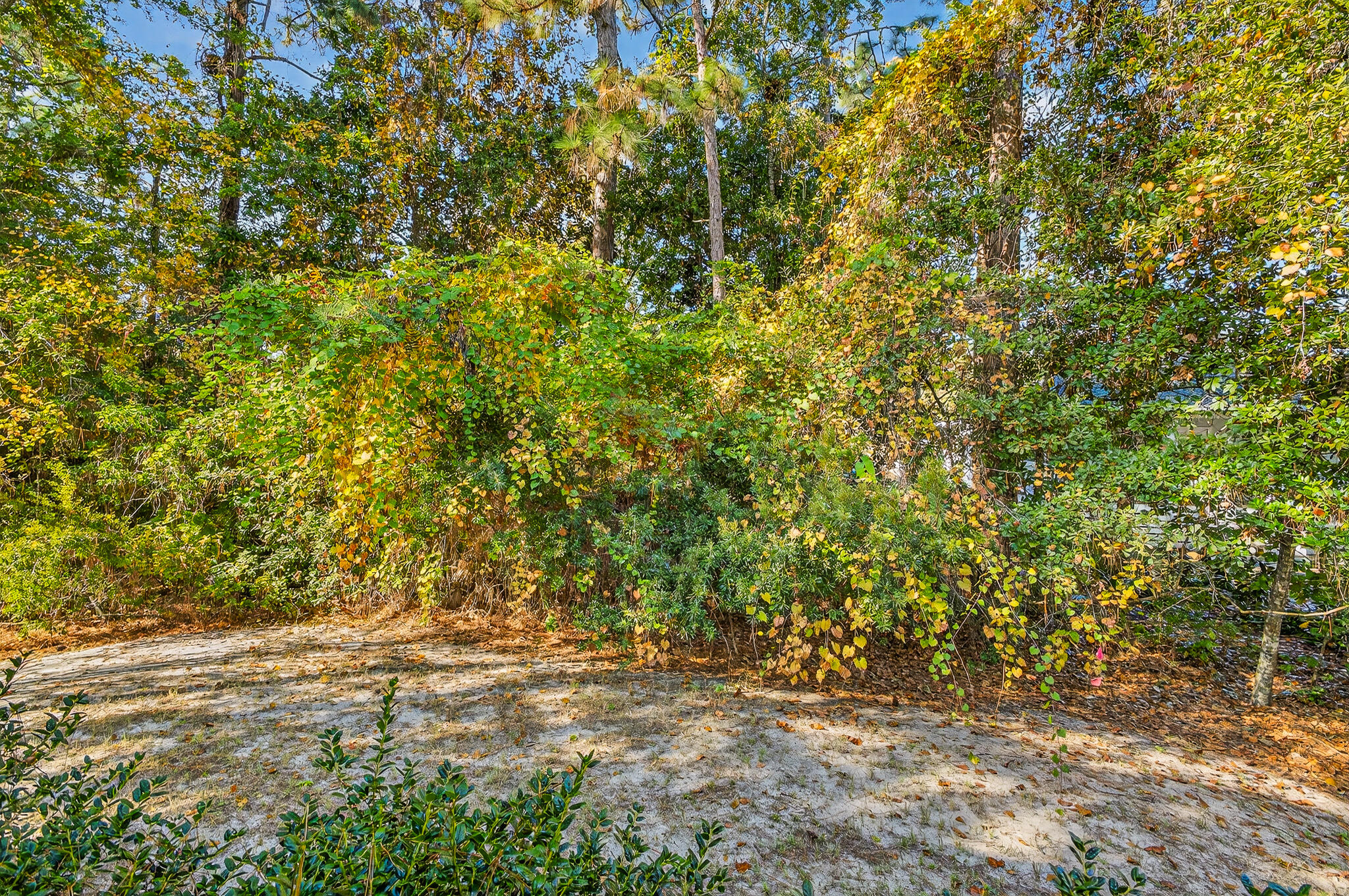 115 Central 6th Street Santa Rosa Beach, FL 32459 - Photo 56 of 56 a view of plants and trees