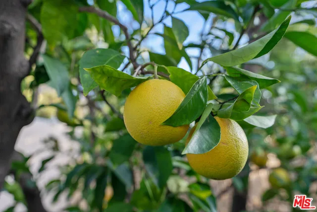 a view of a plant in a garden