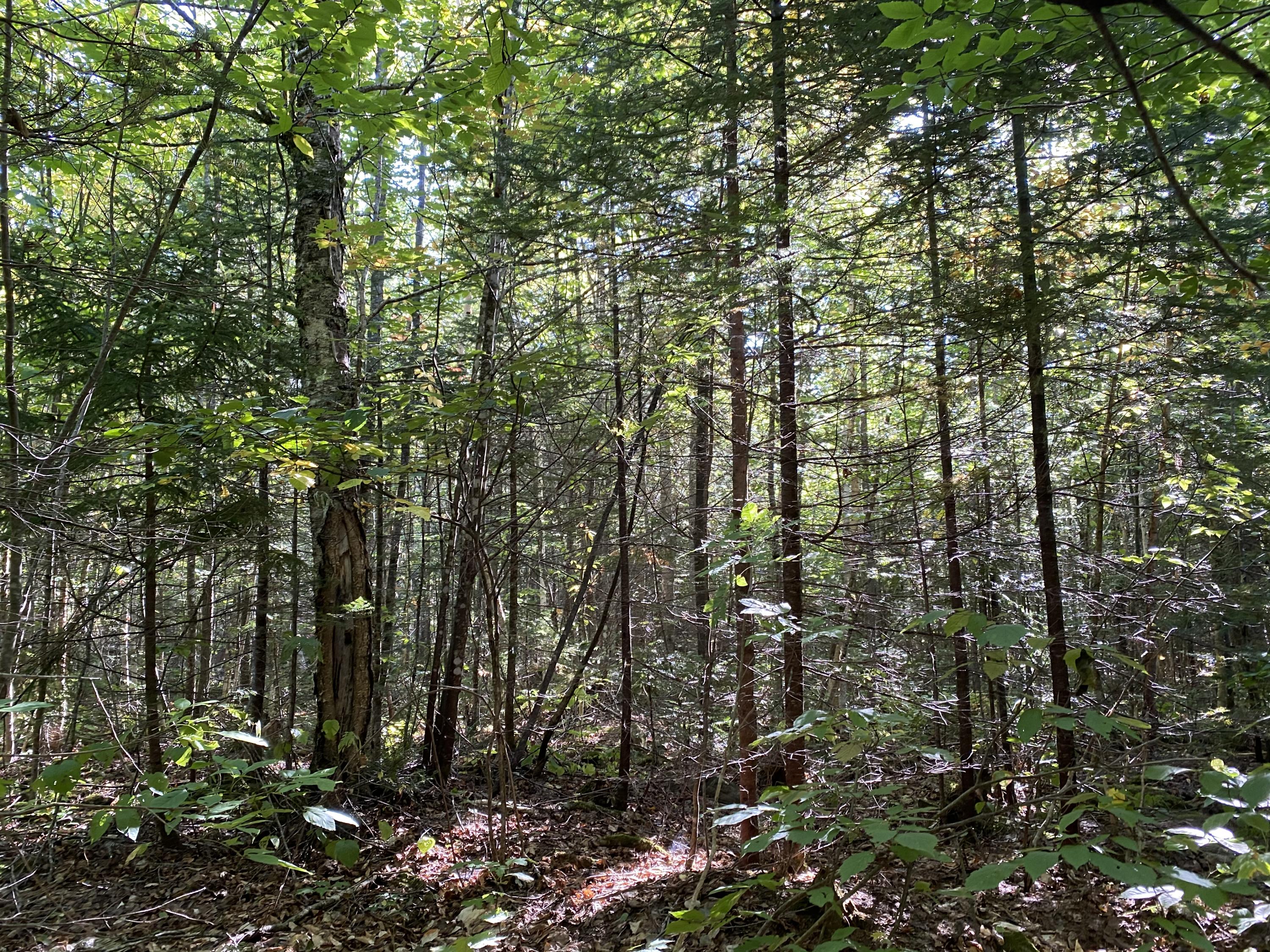 Lot 97-99 Winding Hill Road Crystal, ME 04747 - Photo 3 of 10 IMG_1627