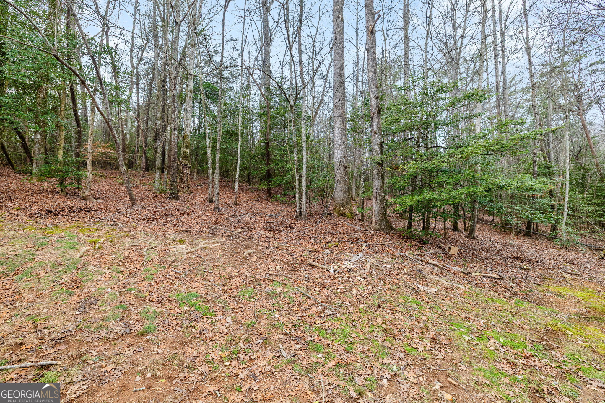 89 Ts Jarrard Road Dahlonega, GA 30533 - Photo 25 of 48 a view of outdoor space with trees