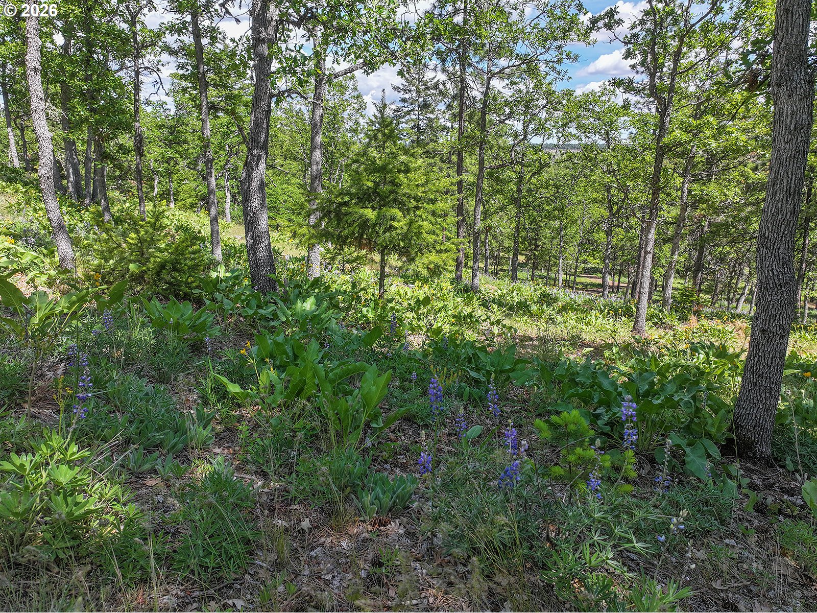 Thompson Trail Goldendale, WA 98620 - Photo 2 of 15 a view of a forest with lots of trees