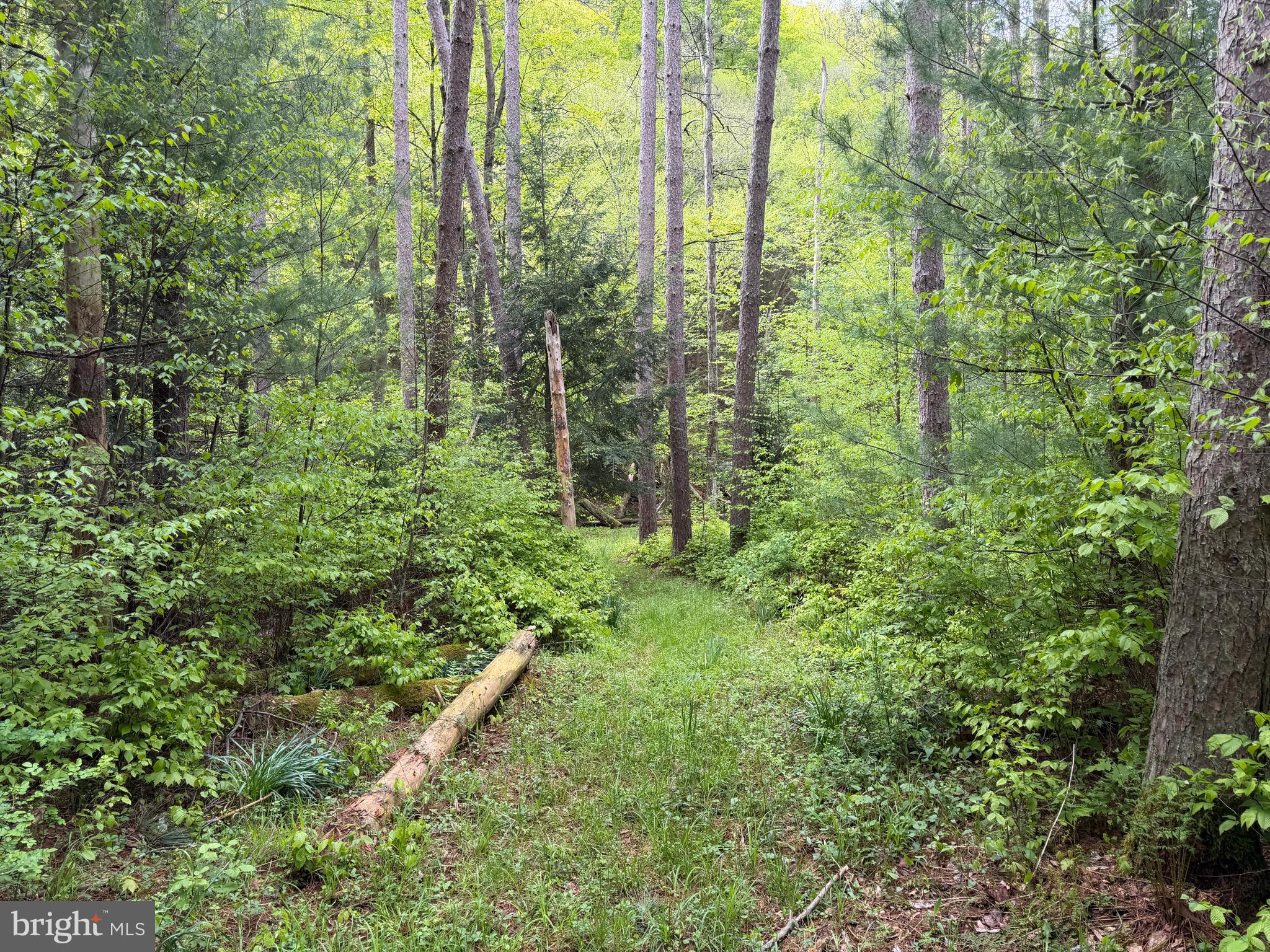 1227 Cross Fork Creek Road Cross Fork, PA 17729 - Photo 67 of 139