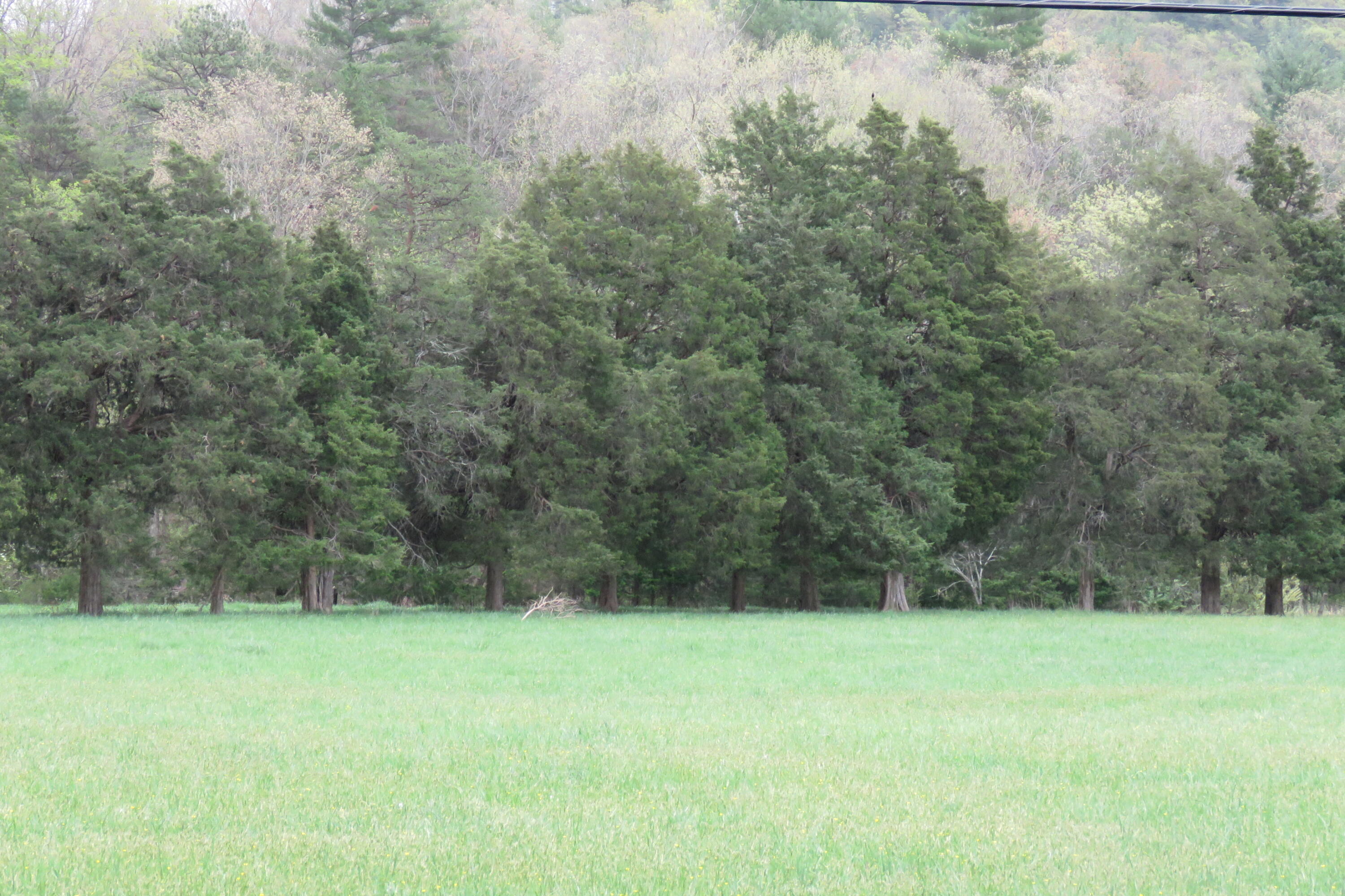 0 Upper Craigs Creek Road Catawba, VA 24070 - Photo 16 of 33 IMG_3703