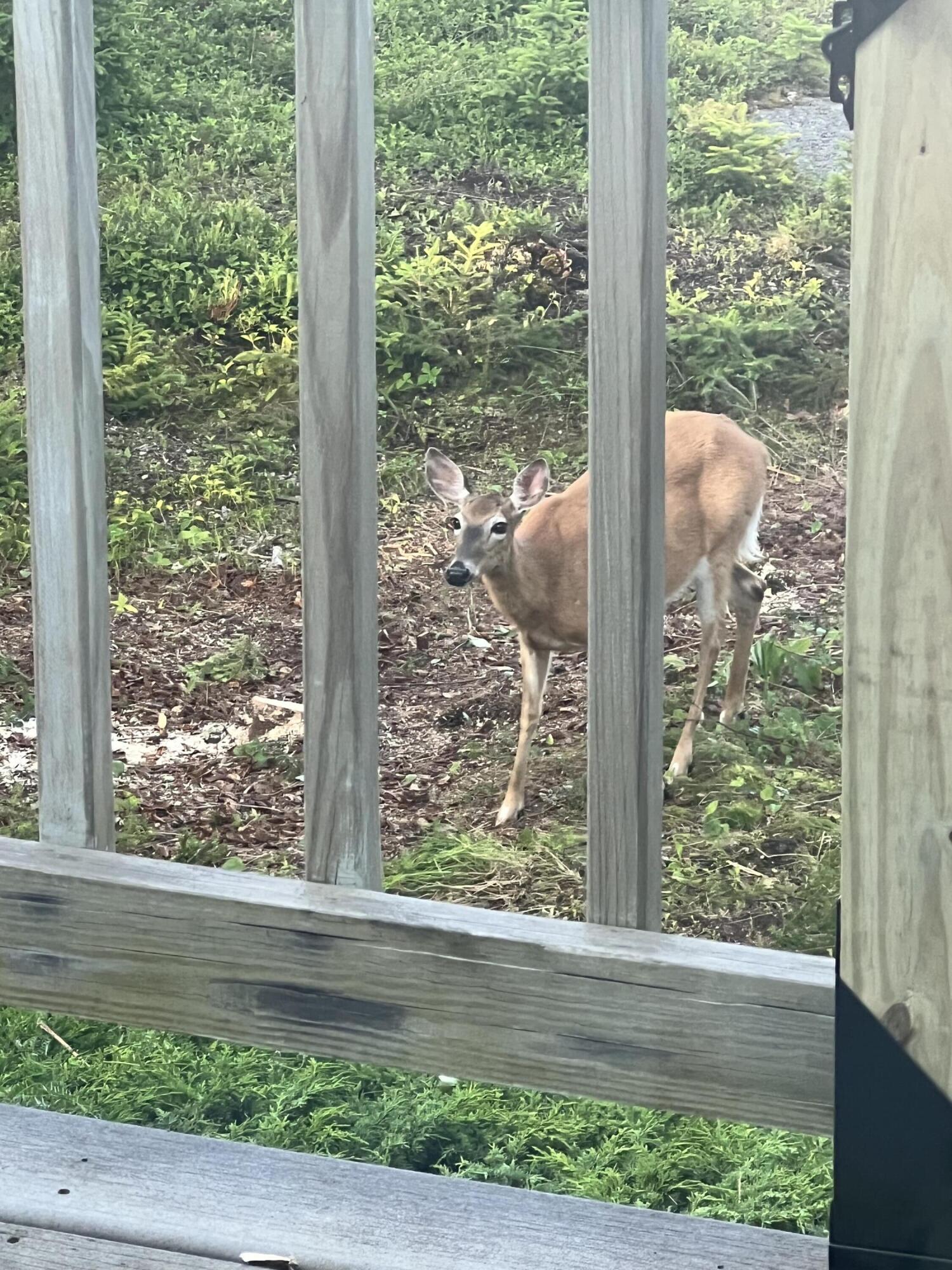 557 Yoho Head Road Machiasport, ME 04655 - Photo 44 of 136 Deer by deck - Copy - Copy