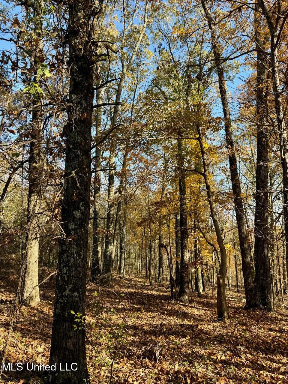 4 Mill Pond Road Lamar, MS 38642 - Photo 28 of 99 IMG_0156