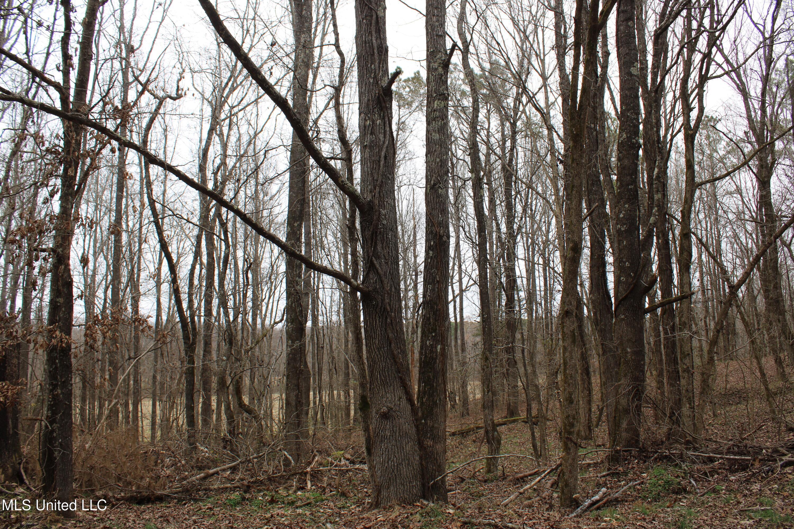 4 Mill Pond Road Lamar, MS 38642 - Photo 60 of 99 IMG_5280