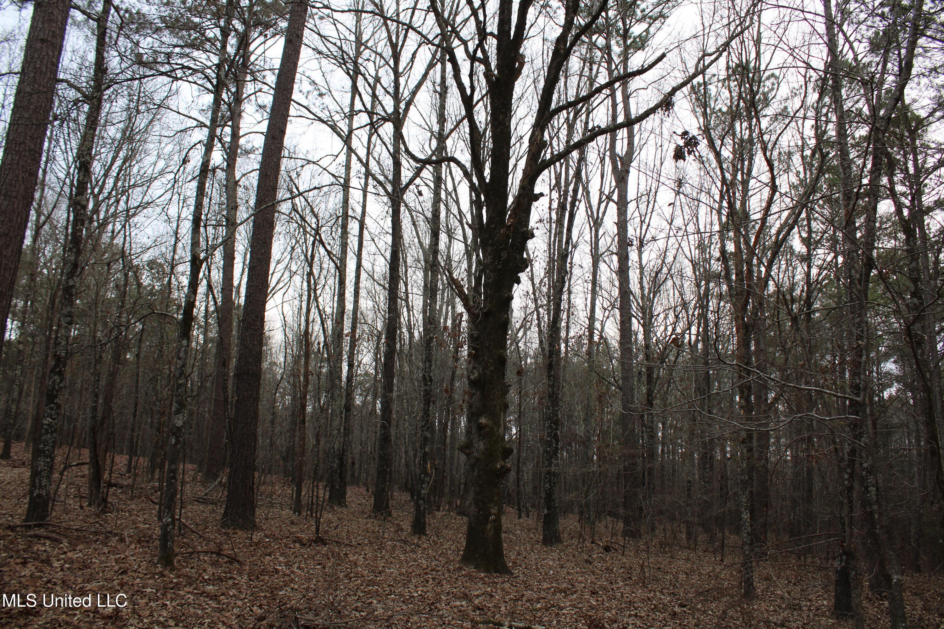 4 Mill Pond Road Lamar, MS 38642 - Photo 66 of 99 IMG_5286