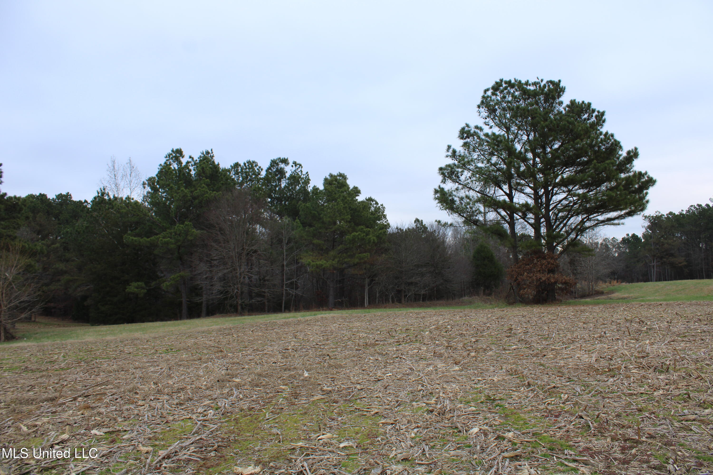 4 Mill Pond Road Lamar, MS 38642 - Photo 74 of 99 IMG_5294
