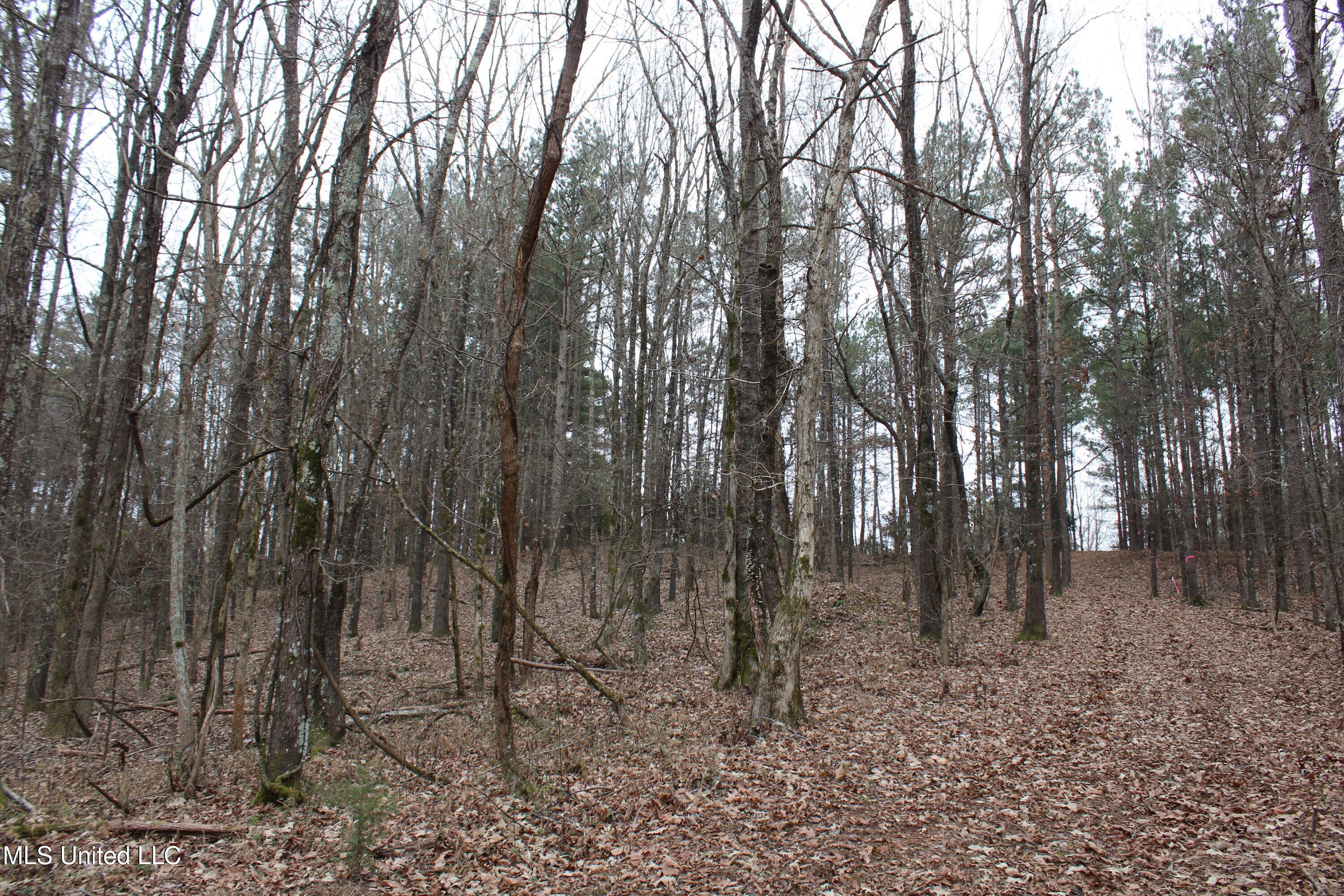 4 Mill Pond Road Lamar, MS 38642 - Photo 78 of 99 IMG_5298