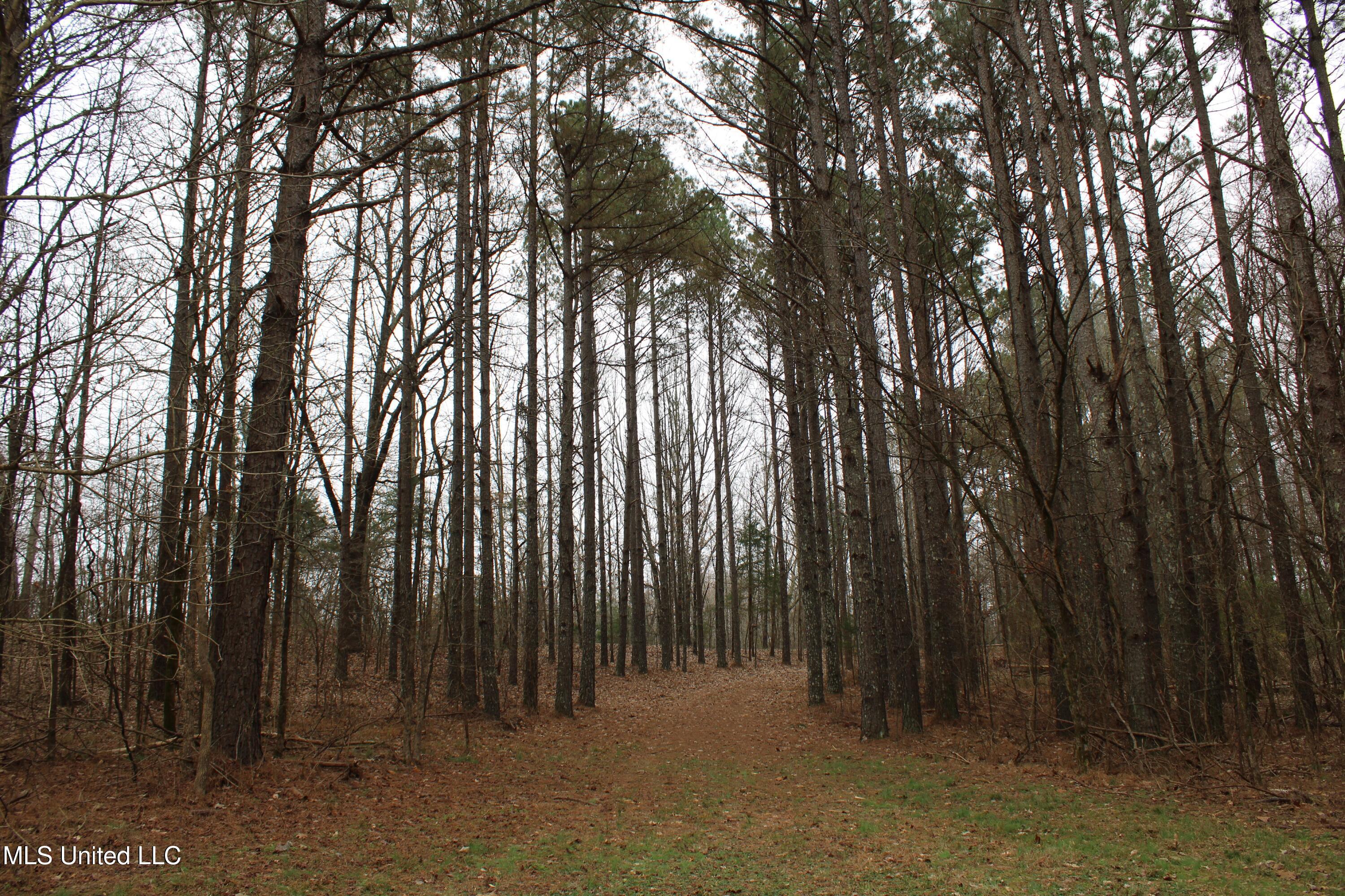 4 Mill Pond Road Lamar, MS 38642 - Photo 91 of 99 IMG_5311