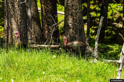 $5,750,000 | Hazelton Road, Buffalo, WY 82834