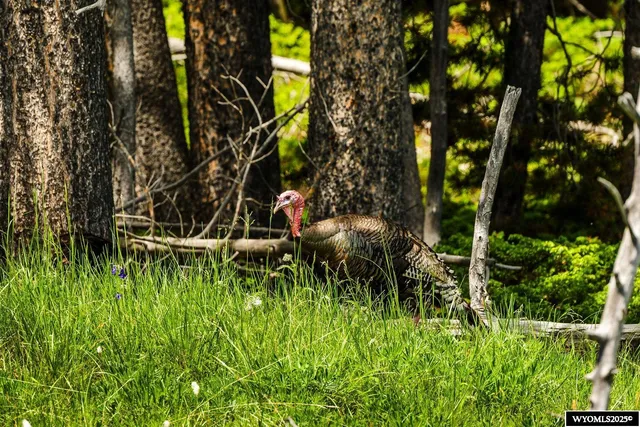 $5,750,000 | Hazelton Road, Buffalo, WY 82834