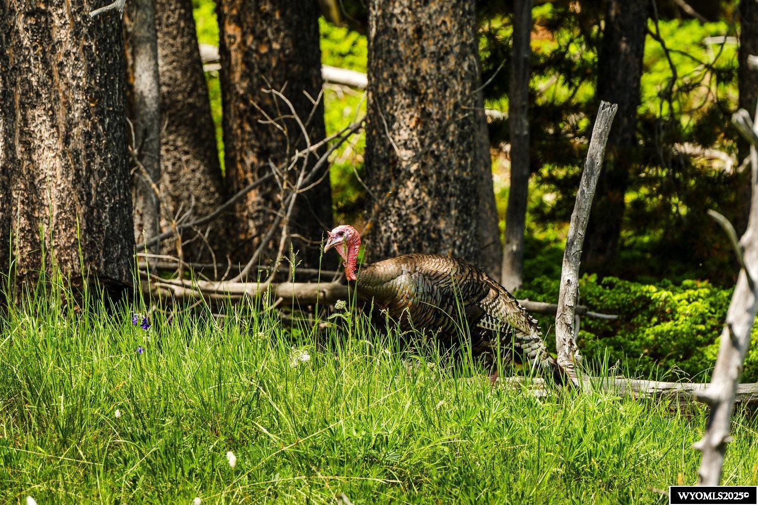 Hazelton Road Buffalo, WY 82834 - Photo 27 of 48