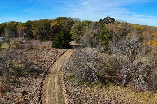 a view of a forest with a mountain in the background