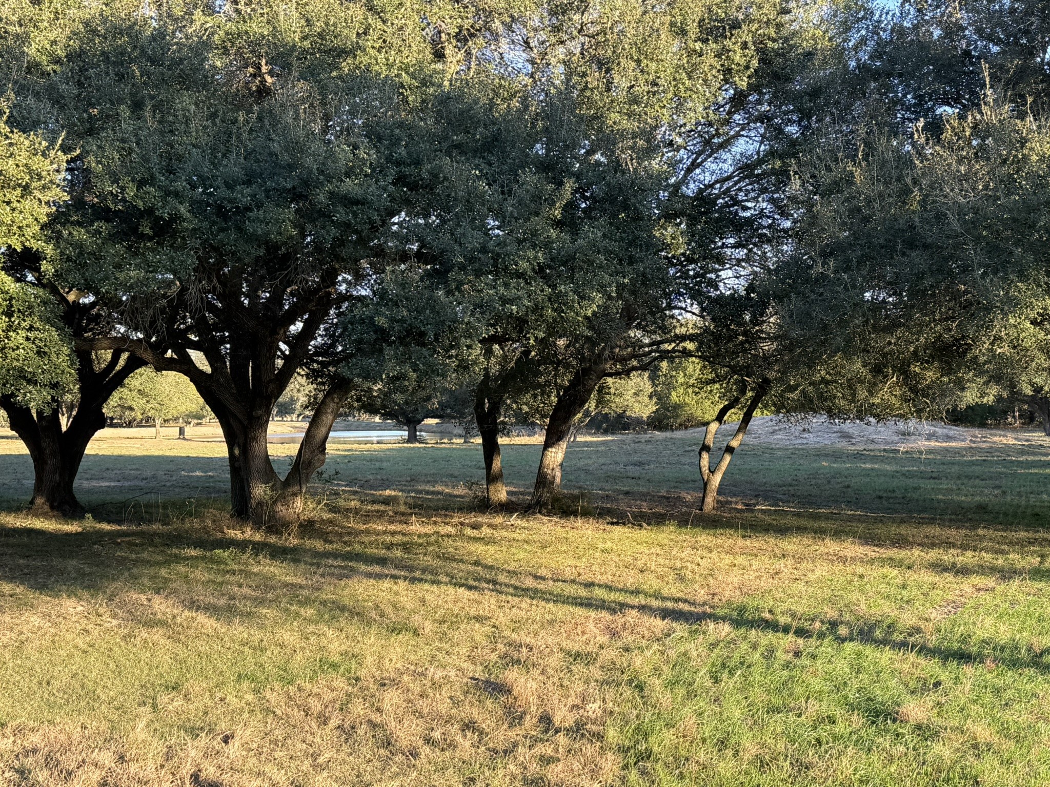 Tbd Rubin Lee Road Cat Spring, TX 78933 - Photo 17 of 47 a view of yard with trees