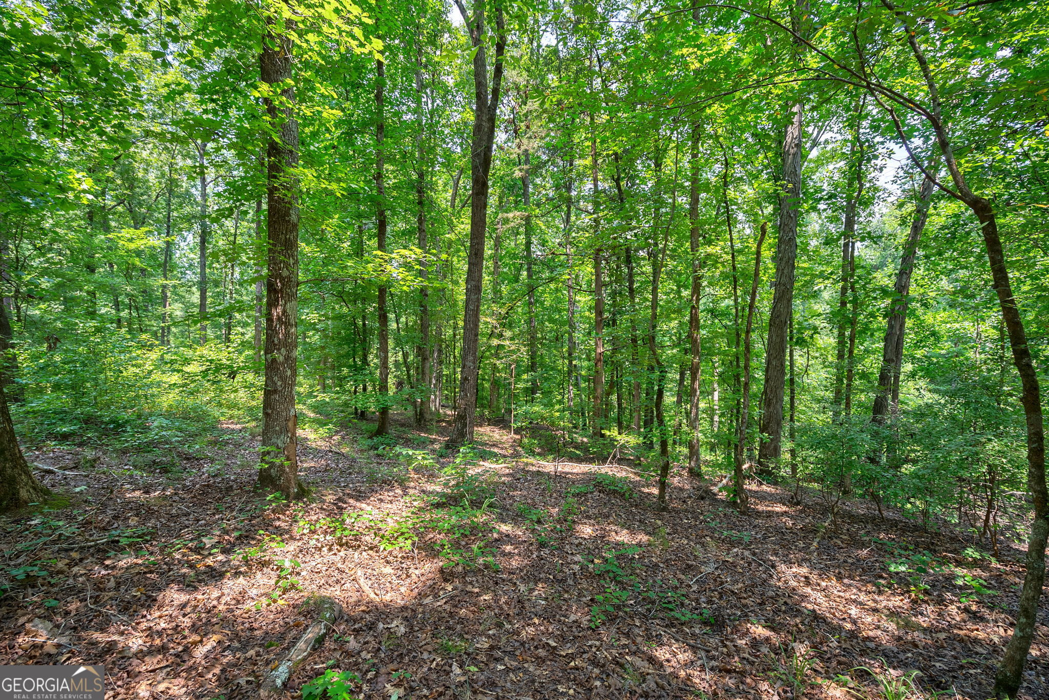 0 Jabez Poyner Road Carlton, GA 30627 - Photo 14 of 25 Gallery Image 14