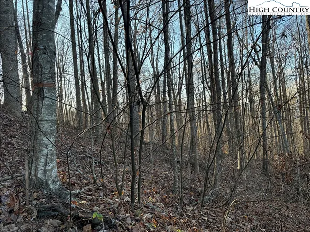 a view of a yard in the forest