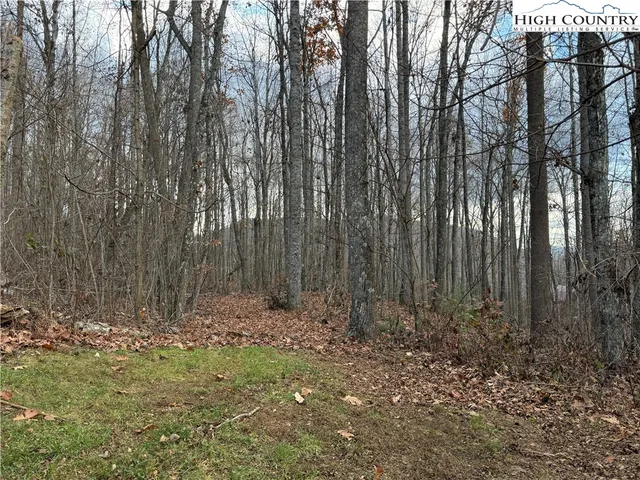a view of trees with tall trees
