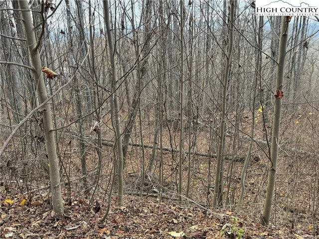 a view of backyard with tree
