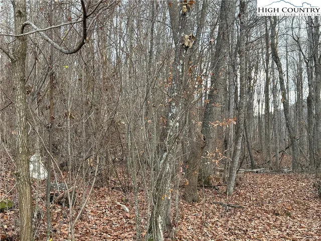 a close up of a plant