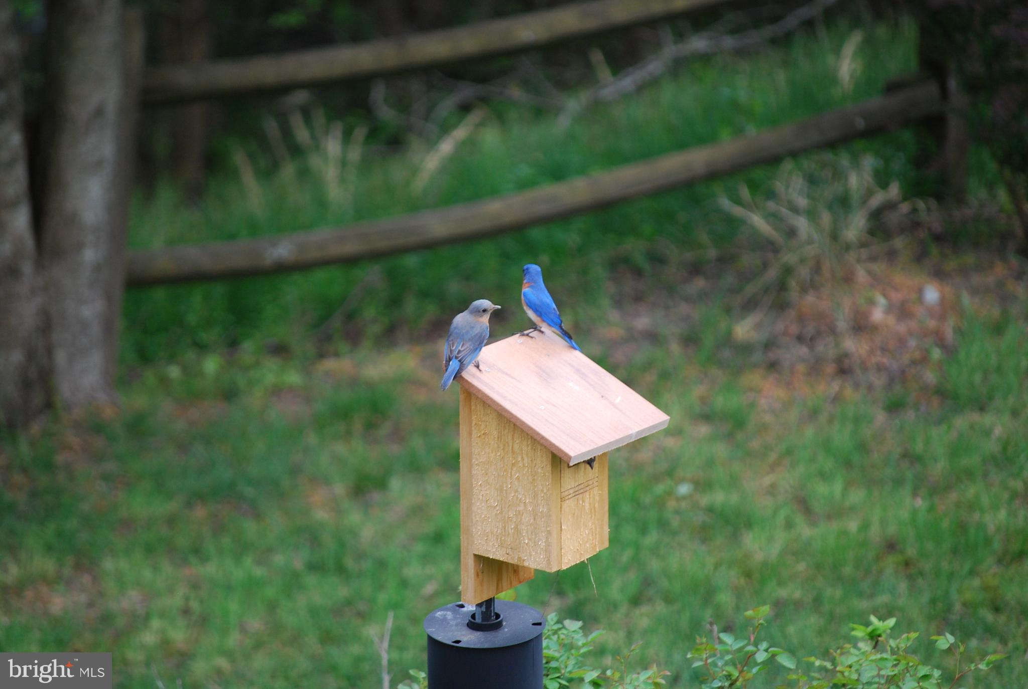 6456 Skipton Drive Hanover, MD 21076 - Photo 64 of 75 Bluebirds