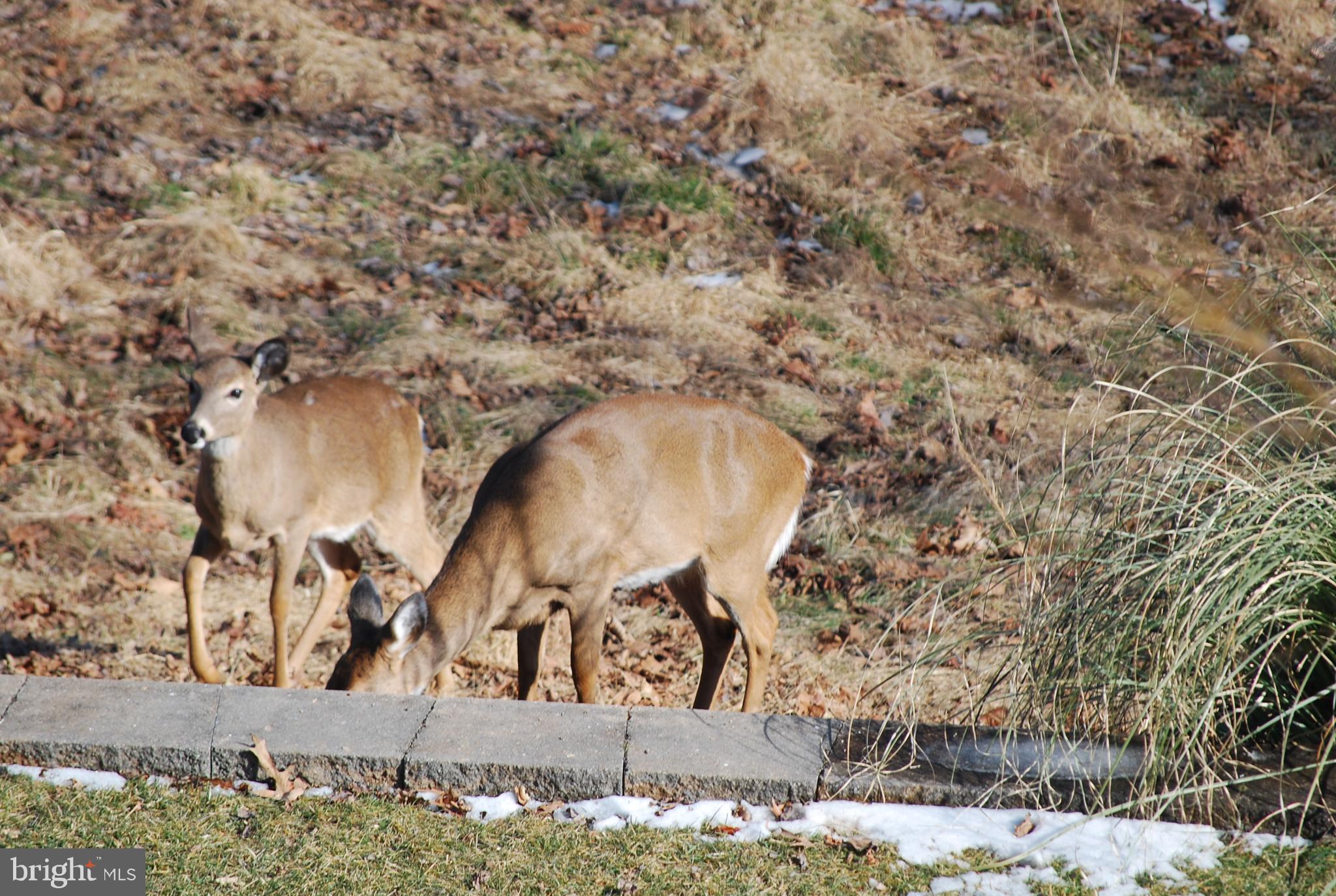 6456 Skipton Drive Hanover, MD 21076 - Photo 65 of 75 Deer