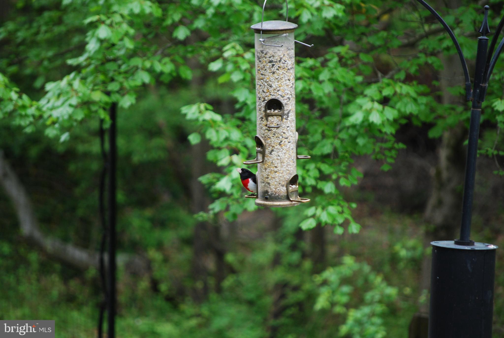6456 Skipton Drive Hanover, MD 21076 - Photo 66 of 75 Grosbeak