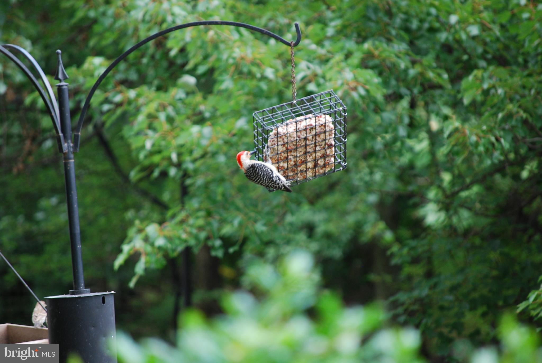 6456 Skipton Drive Hanover, MD 21076 - Photo 67 of 75 Woodpecker