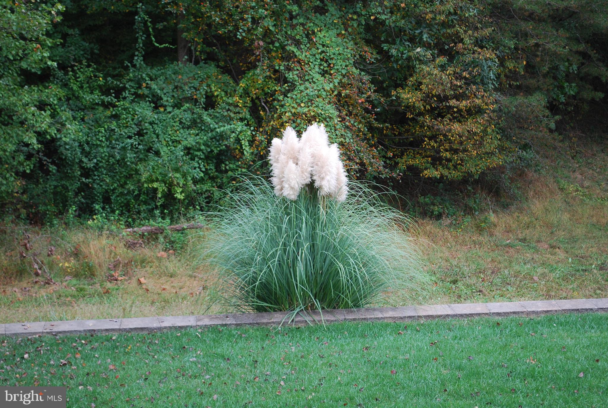 6456 Skipton Drive Hanover, MD 21076 - Photo 68 of 75 Pampas Grass