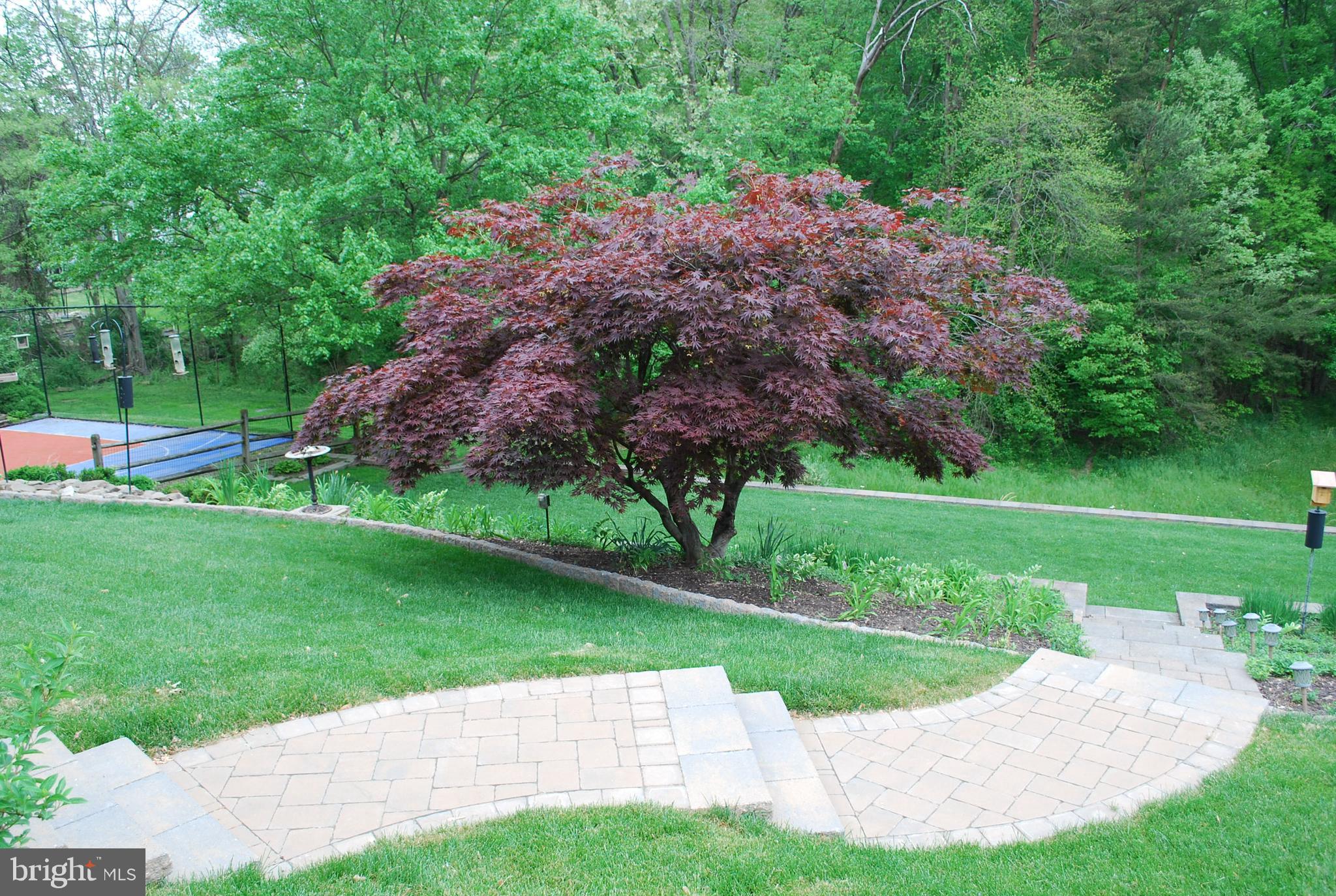 6456 Skipton Drive Hanover, MD 21076 - Photo 69 of 75 Maple Tree