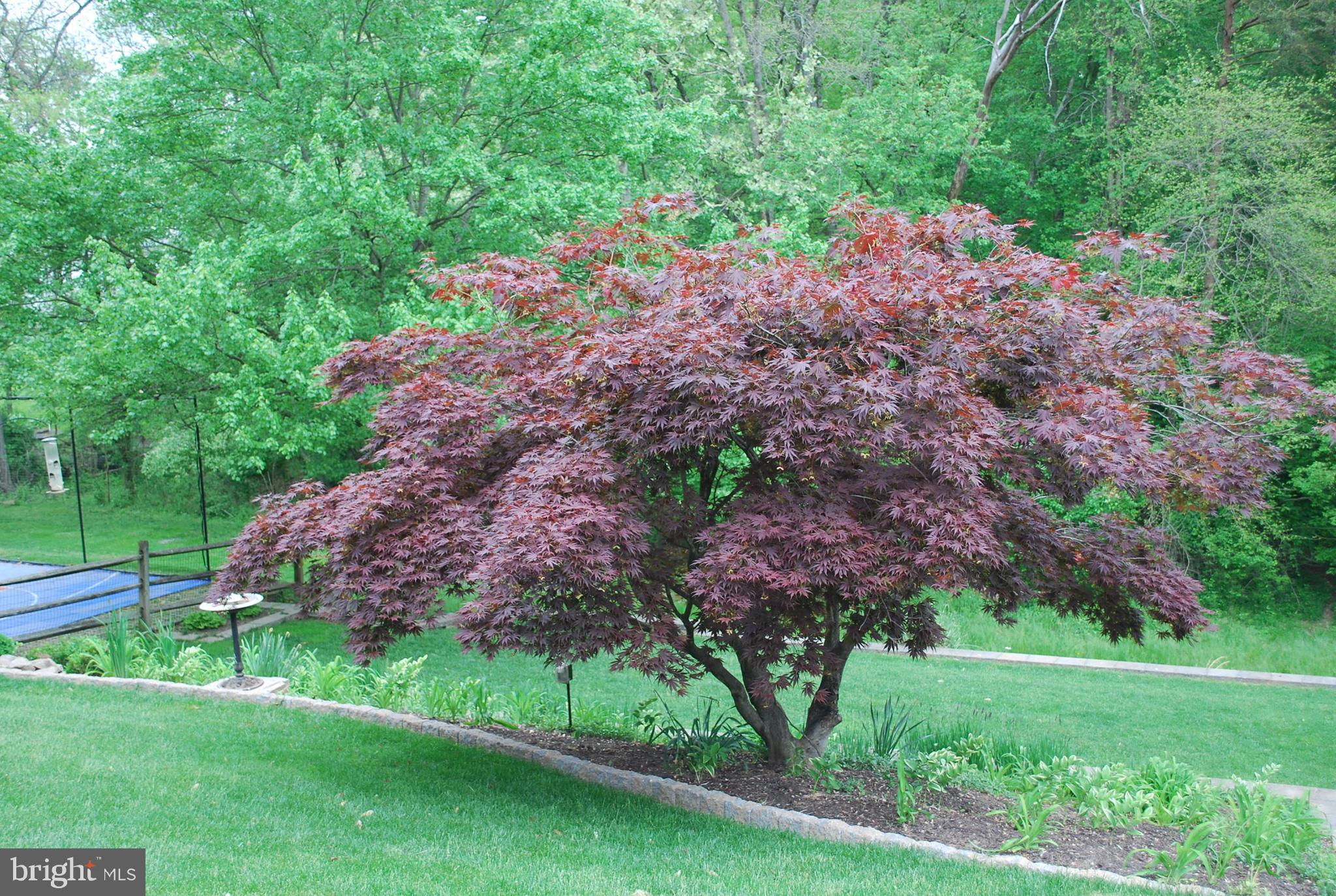 6456 Skipton Drive Hanover, MD 21076 - Photo 70 of 75 Maple tree