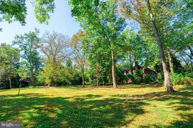 a lush green forest with lots of trees