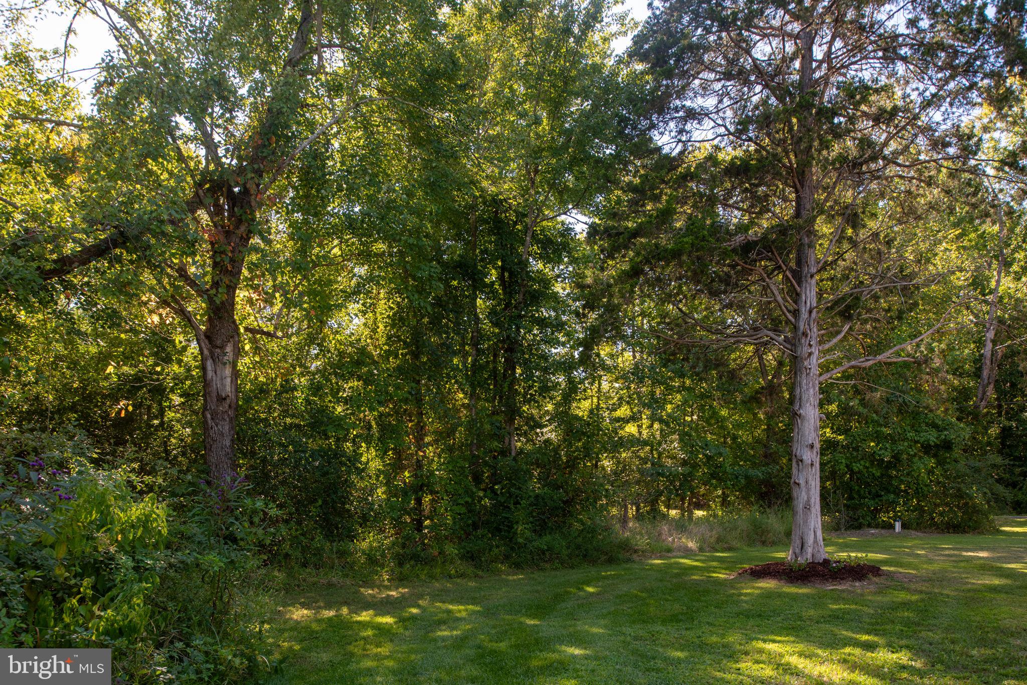 5712 Buckner Road Bumpass, VA 23024 - Photo 37 of 59 a view of a trees