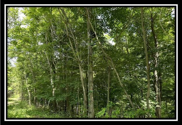 85 Weaver Road, Unit TRACT B) Chillicothe, OH 45601 - Photo 39 of 49 image038