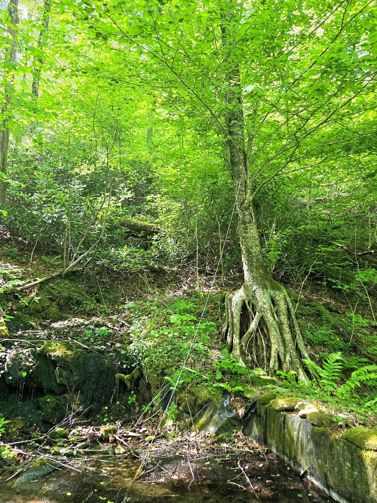 795 Porter Field Gap Road Robbinsville, NC 28771 - Photo 42 of 105