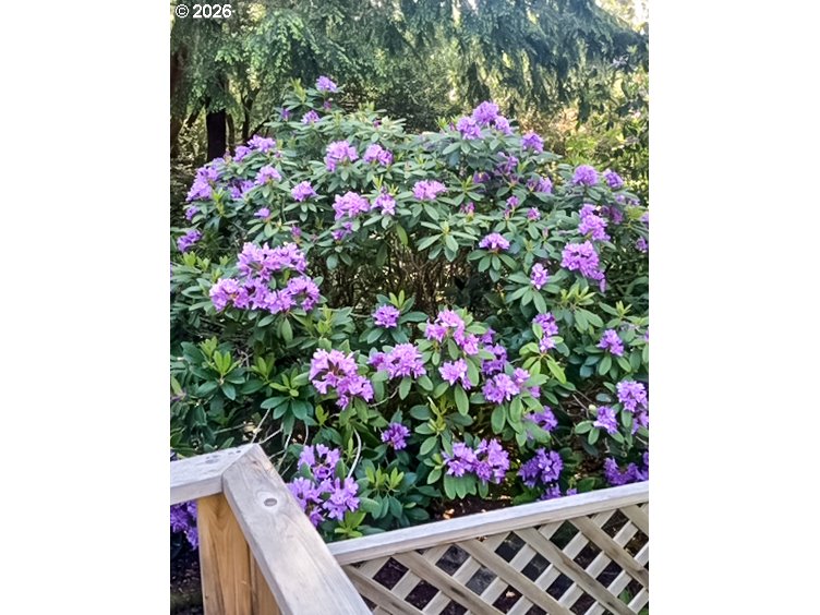 4826 Rhododendron Loop Florence, OR 97439 - Photo 28 of 41 a view of a potted plants