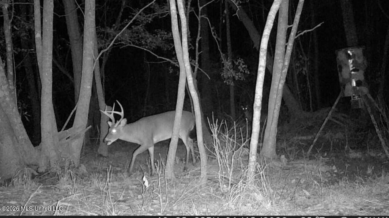 0 City Bridge Road Perkinston, MS 39573 - Photo 4 of 4 deer pics