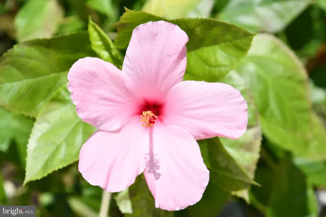 $2,700 | 307 Yoakum Parkway, Unit 606, Alexandria, VA 22304